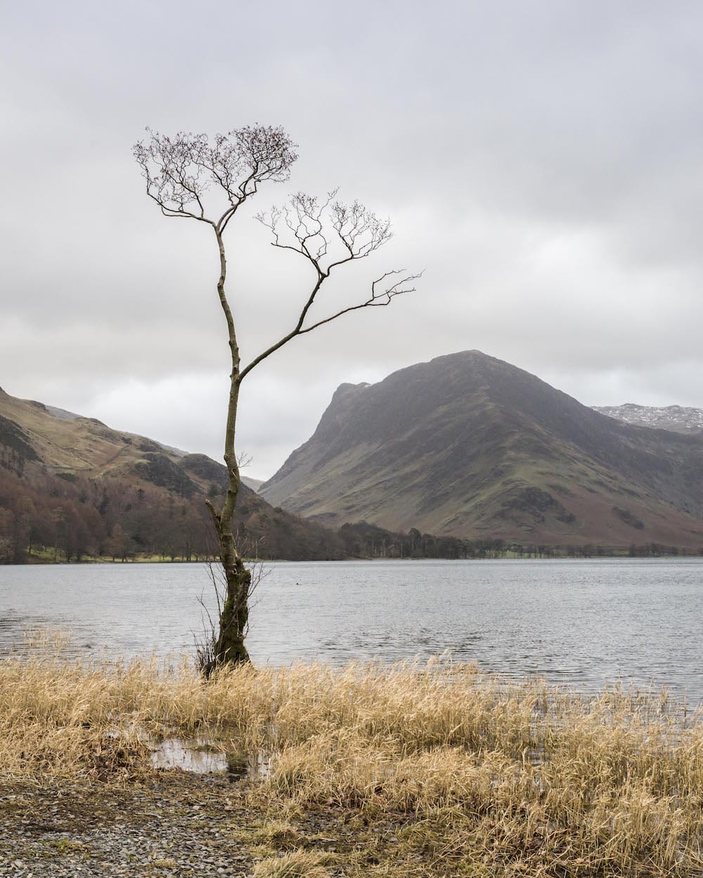 A lone tree on the edge of a lake in the mountains