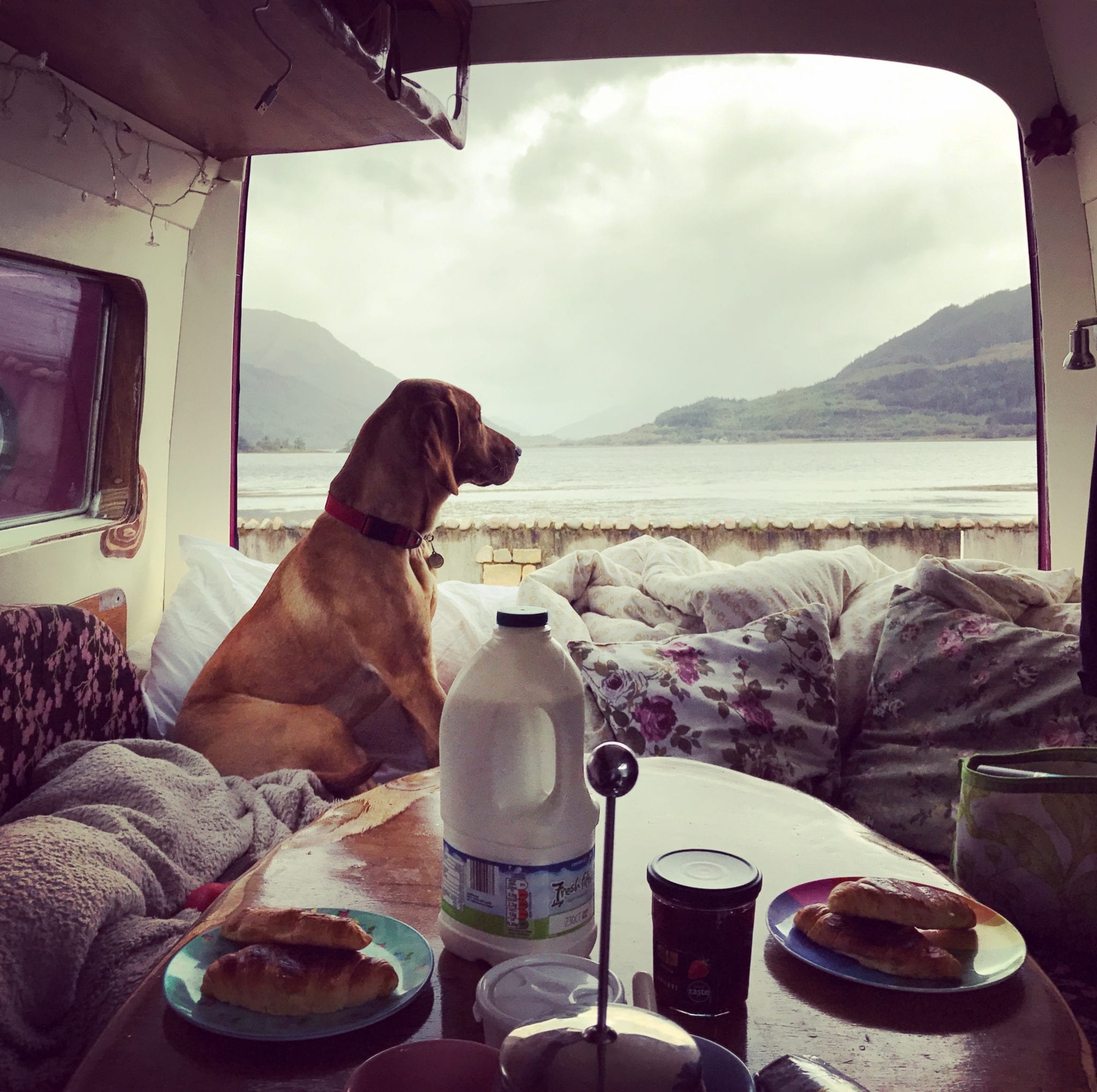 A dog sat on a bed campervan bed looking out onto a lake with breakfast on the table