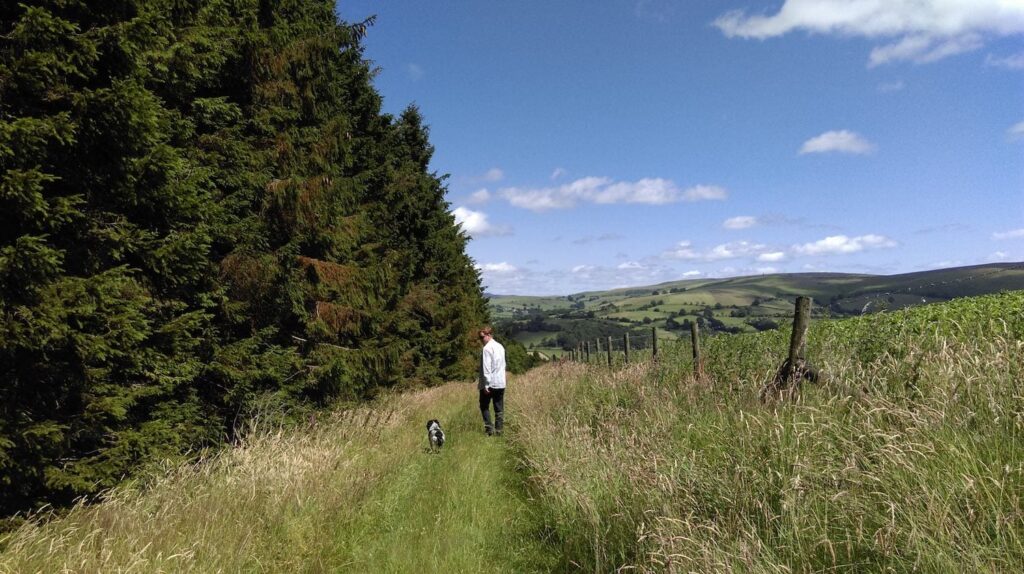 Dog walking in mid wales on the edge of the forest