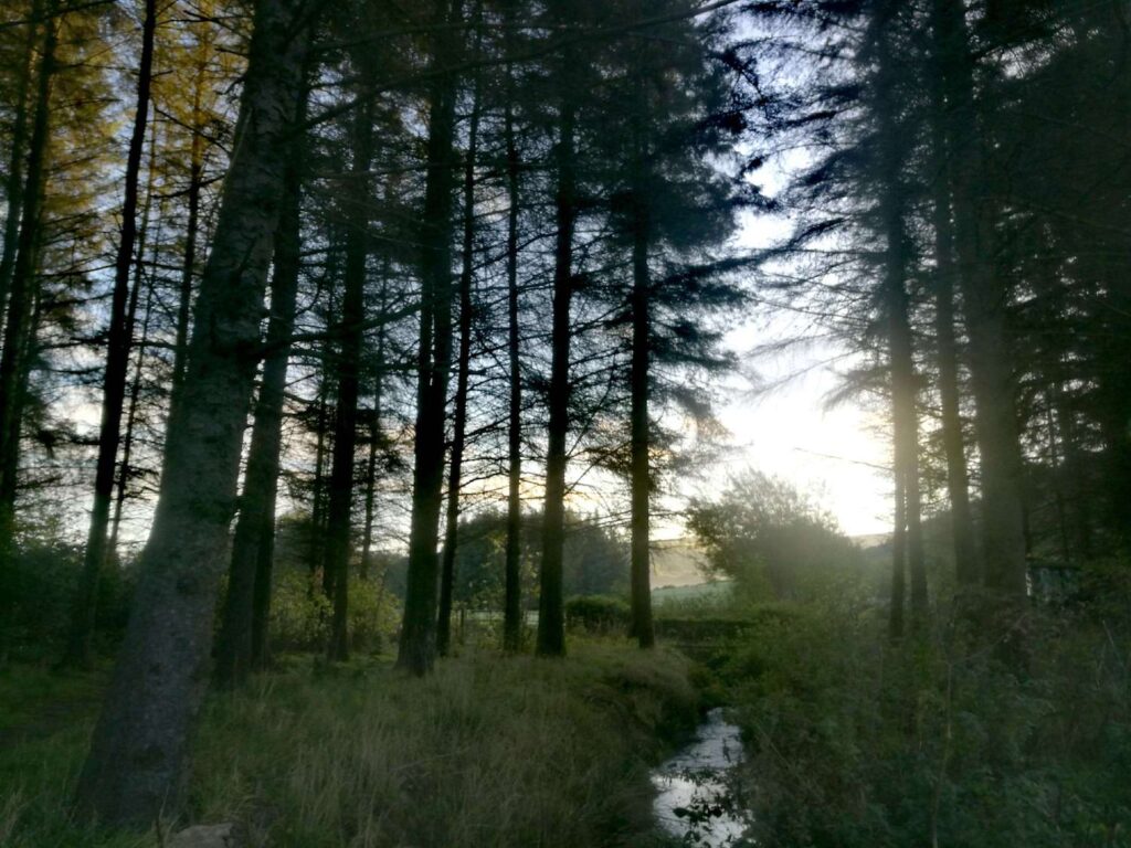 trees in a wood with a stream with the sun peaking through