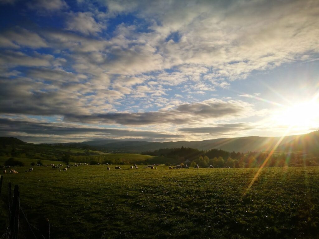 a field with sheep in mid wales with the sun striking through the clouds and blue sky