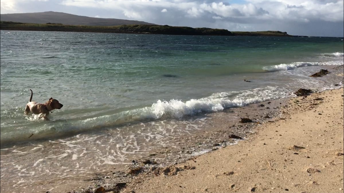 Dog paddling in sea in Scotland