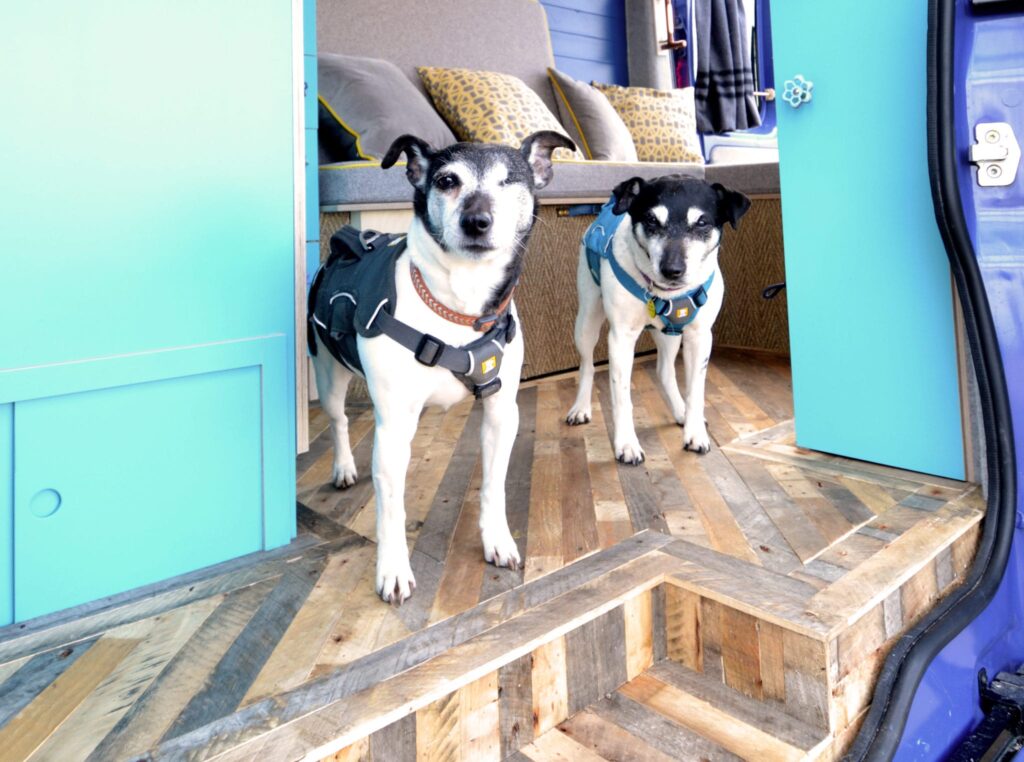 dog friendly campervans with quirky campers