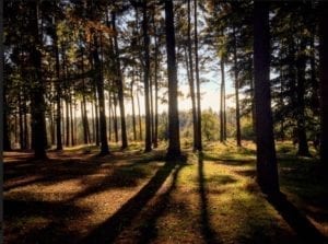 Cannock Chase. A orested area with the sun glistening through the trees and blue sky