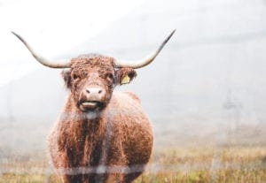 A highland cow with horns wet behind a fence