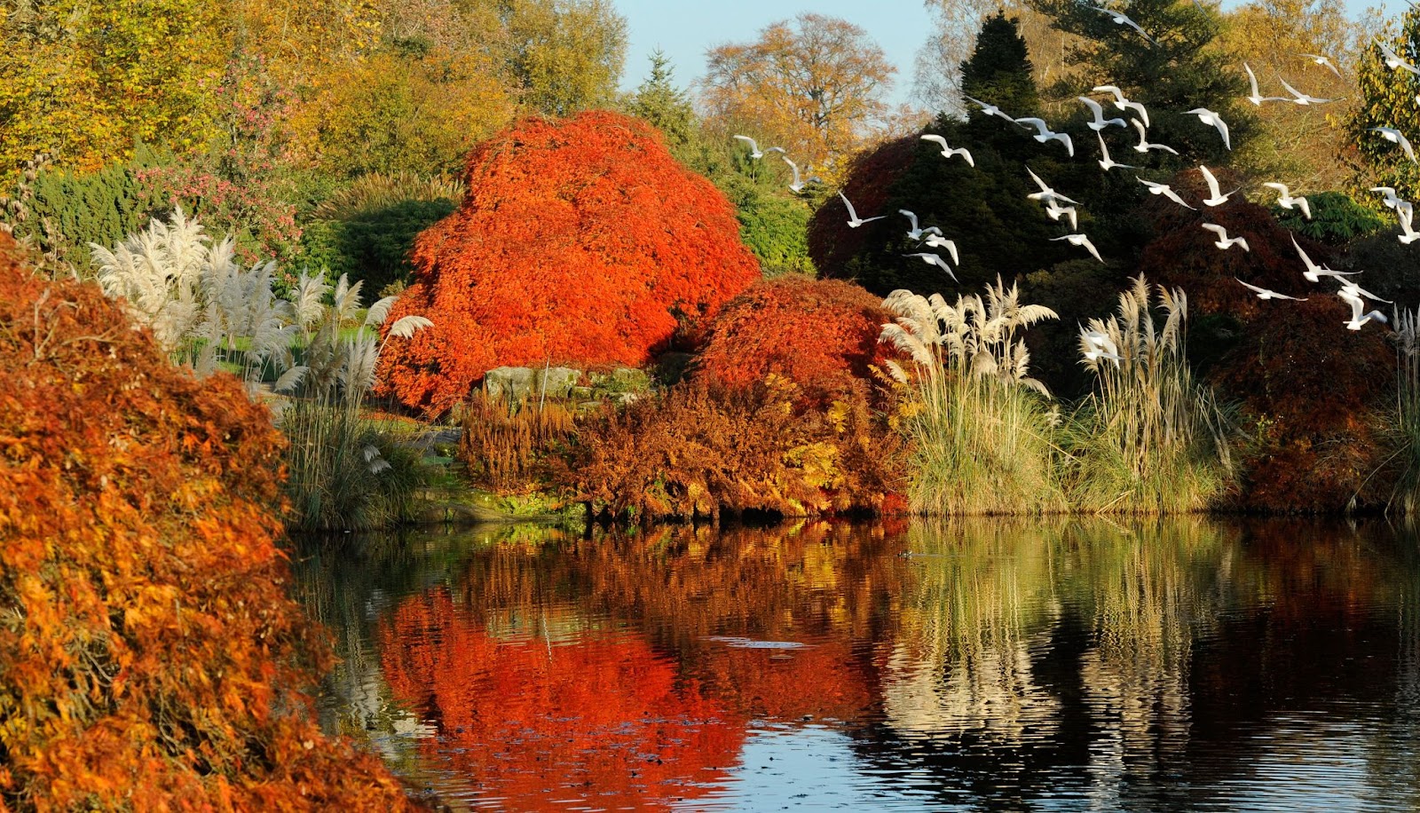 Wakehurst trees and lake in autumn