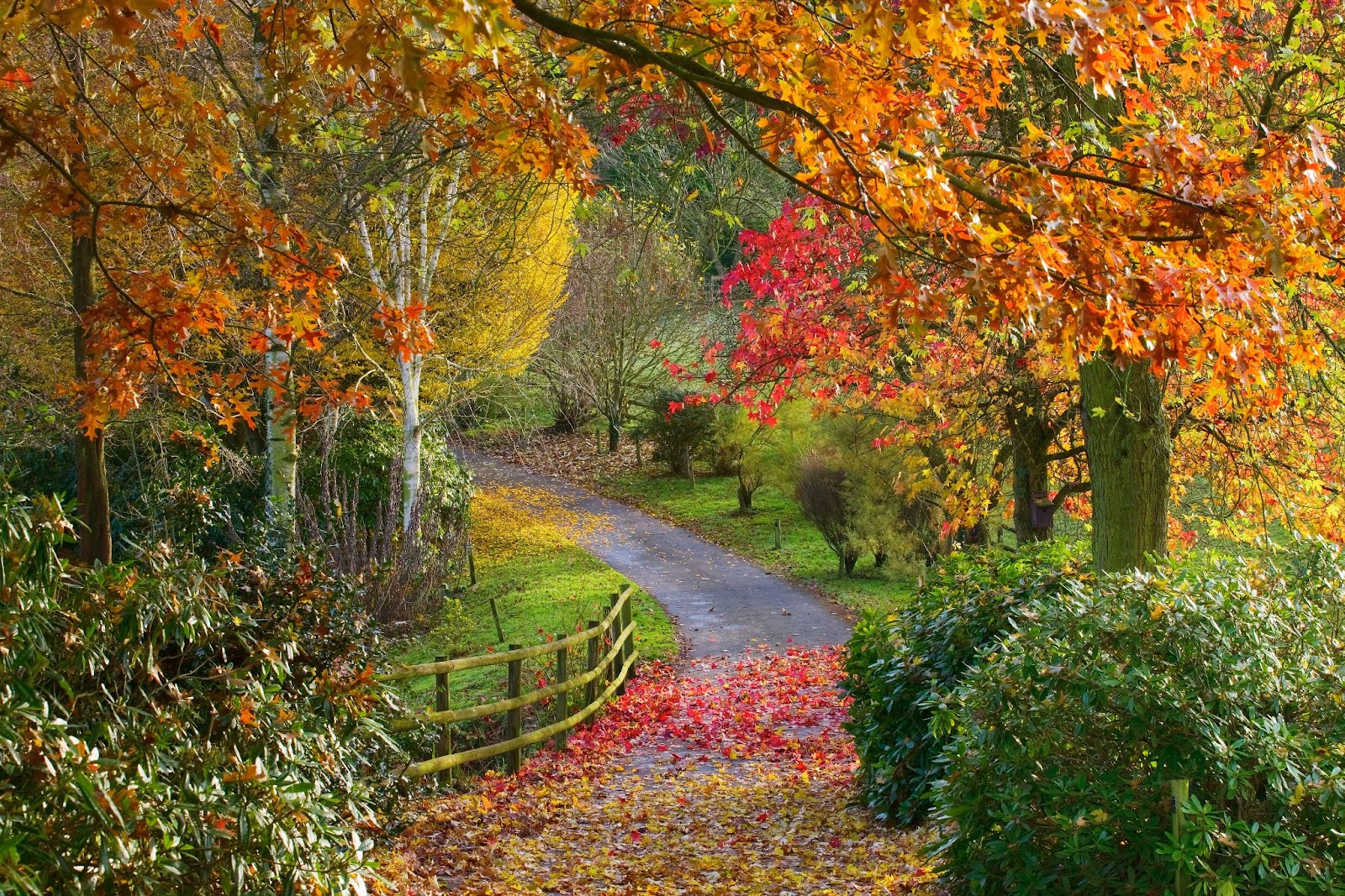 Bodeham Arboretum in Autumn. 