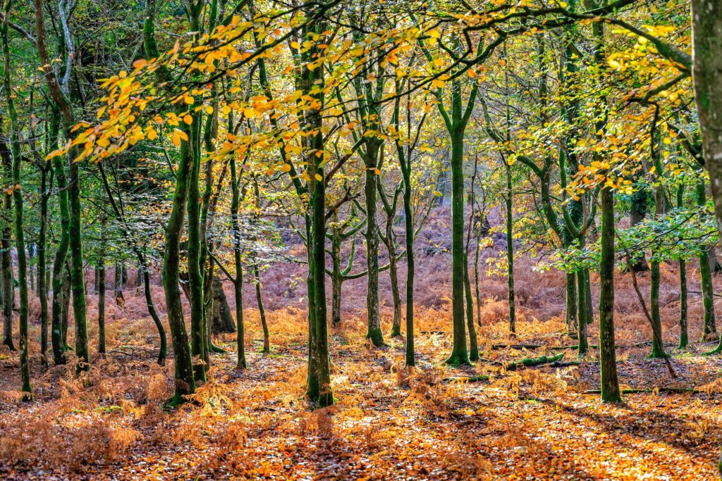 New Forest autumn trees